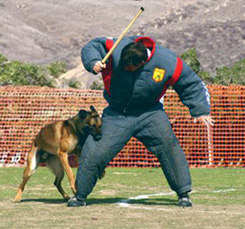 French ring deals sport malinois